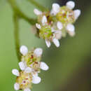 Image of Cliff Pseudosaxifrage