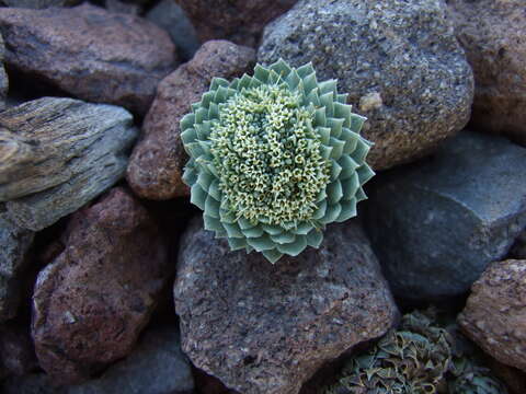 Image of Moschopsis leyboldii Phil.