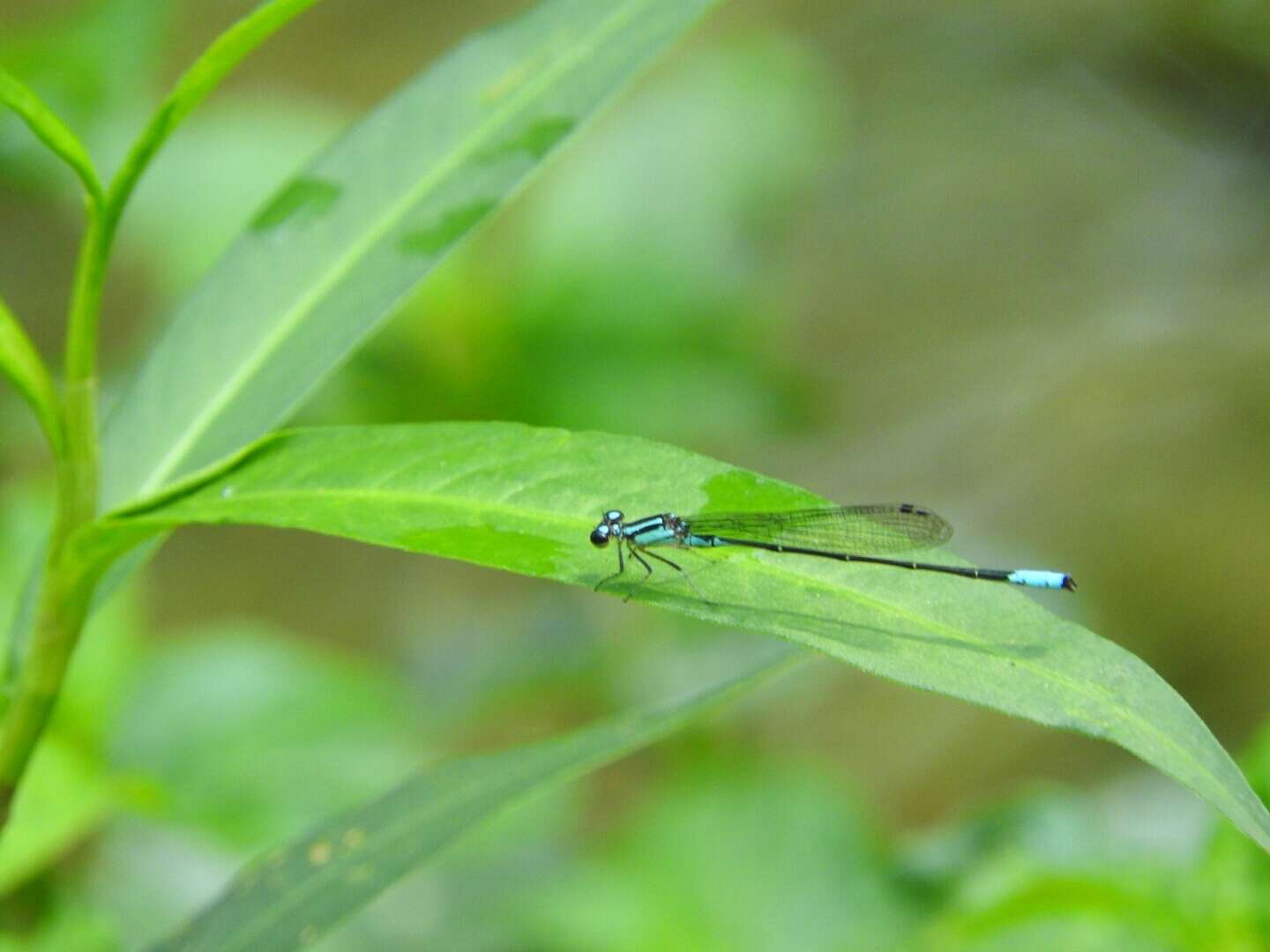 Image of Acanthagrion quadratum Selys 1876