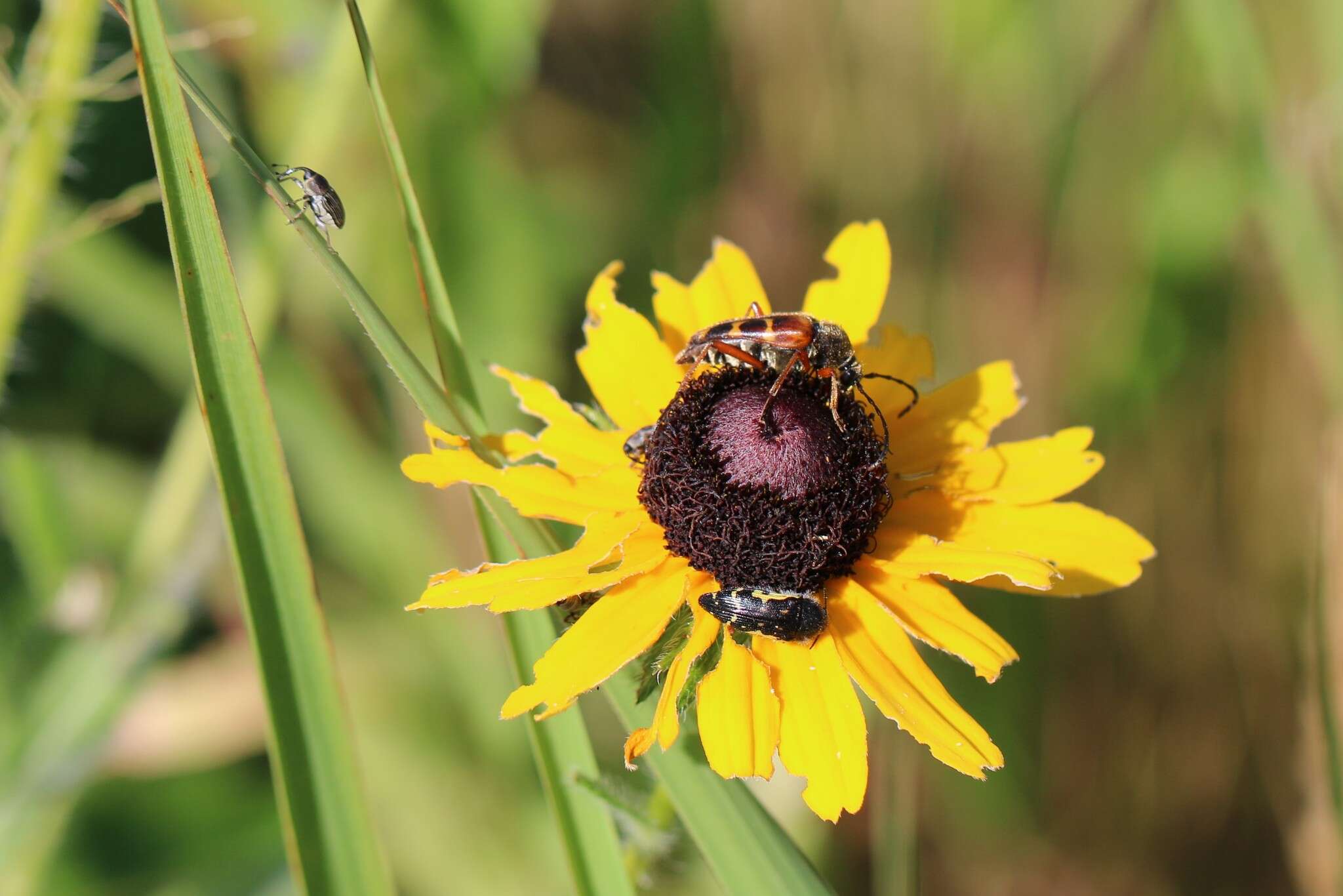 Sivun Acmaeodera pulchella (Herbst 1801) kuva