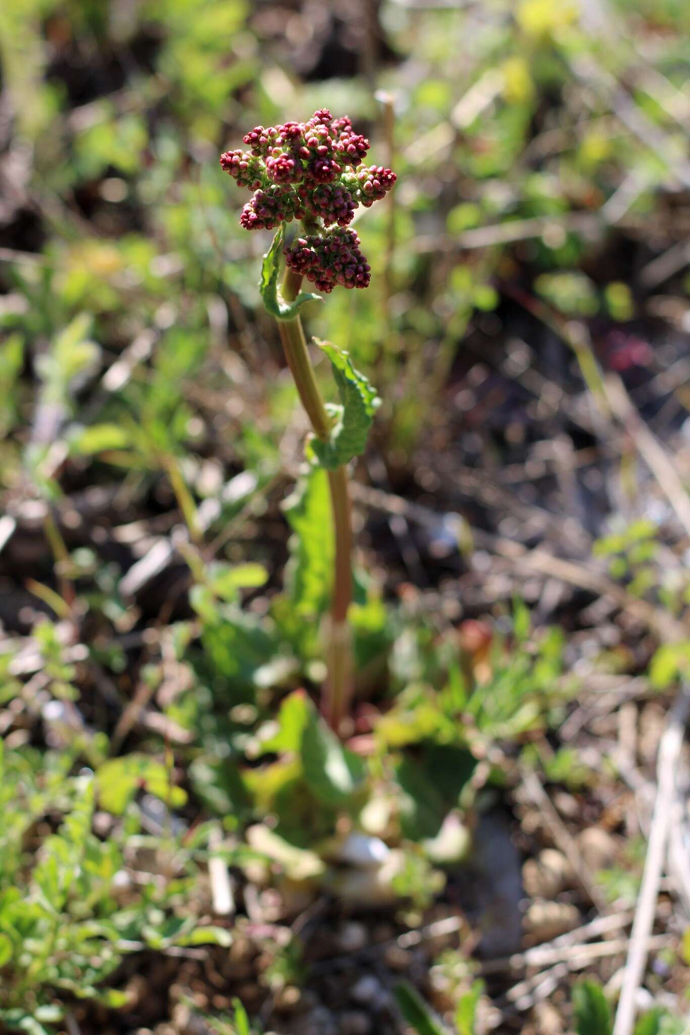 Image of Rumex tuberosus L.