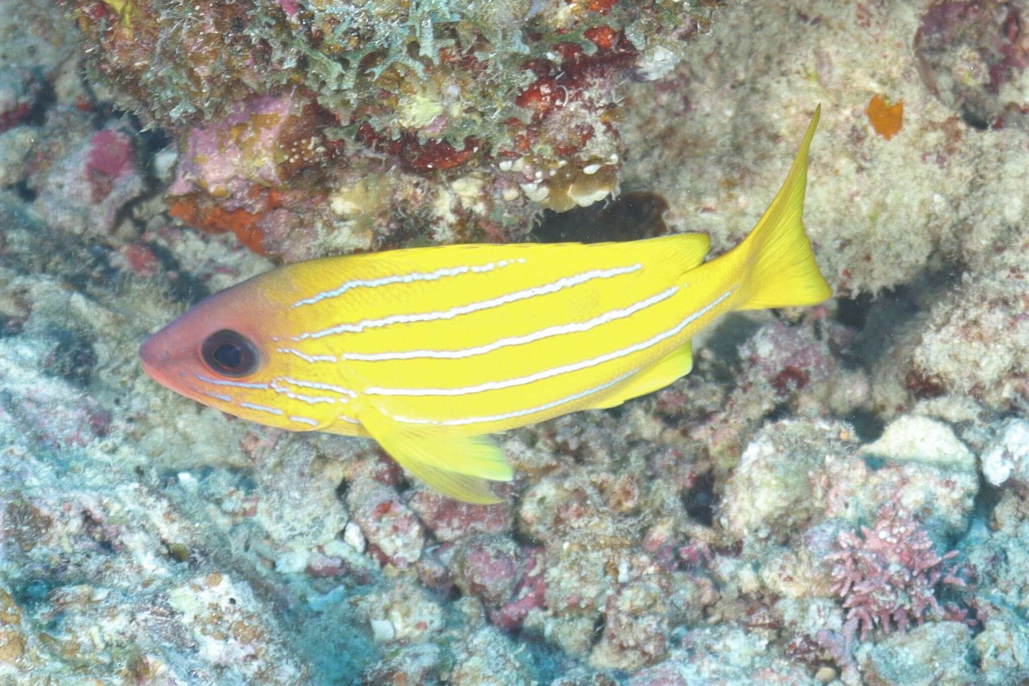 Image of Five-lined snapper