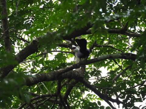 Image of White-crested Turaco