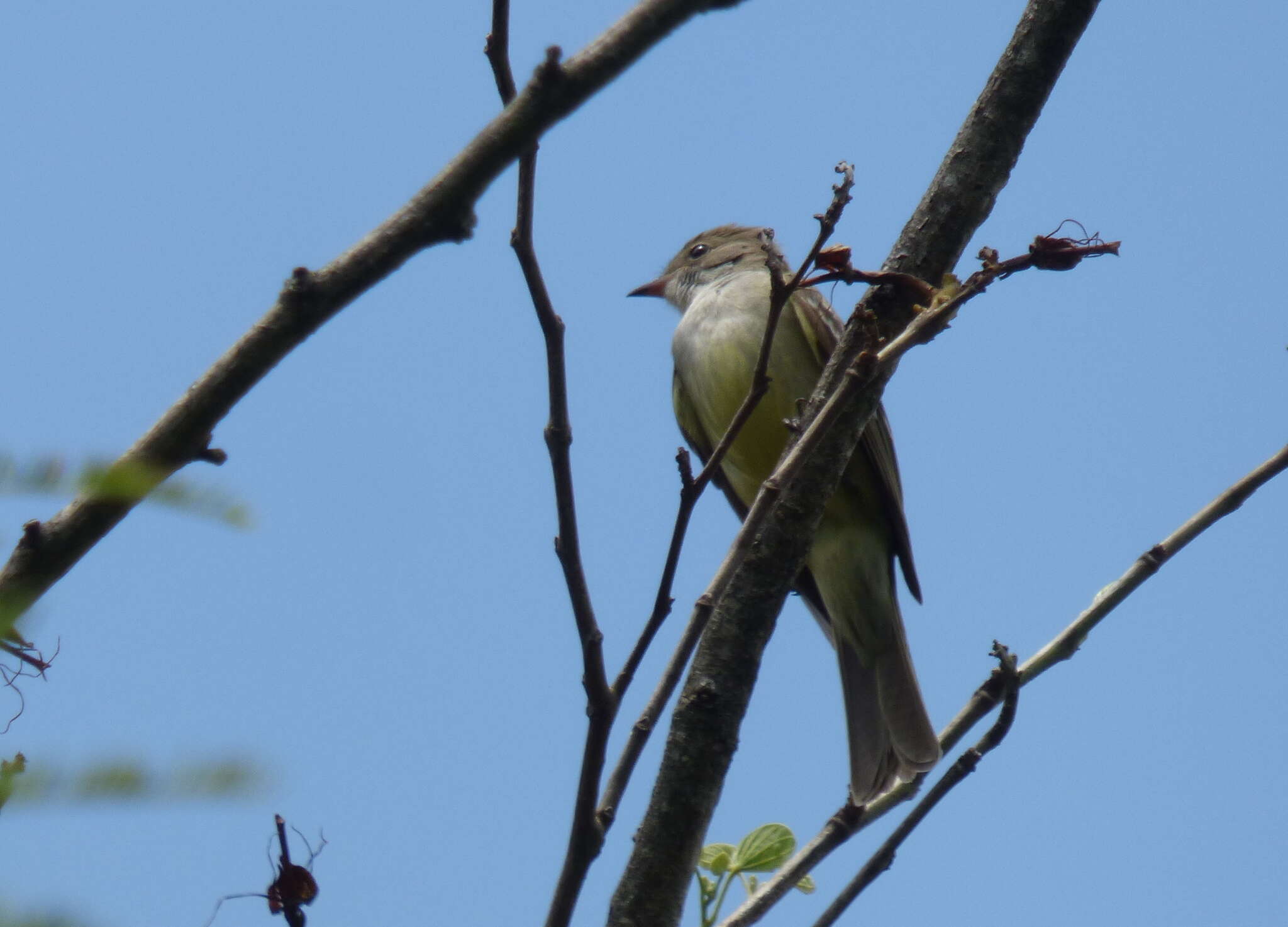 Image of Large Elaenia