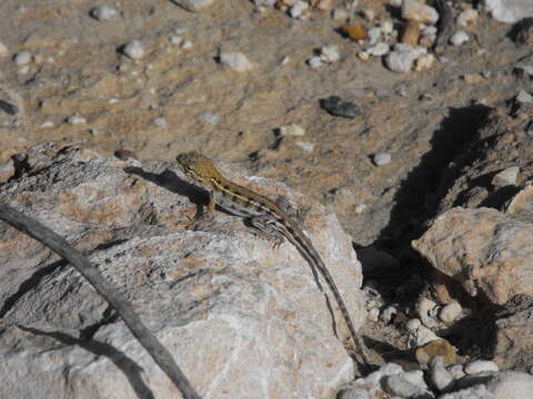 Image of Ctenophorus maculatus maculatus (Gray 1831)