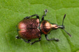 Image of poplar leaf-rolling weevil