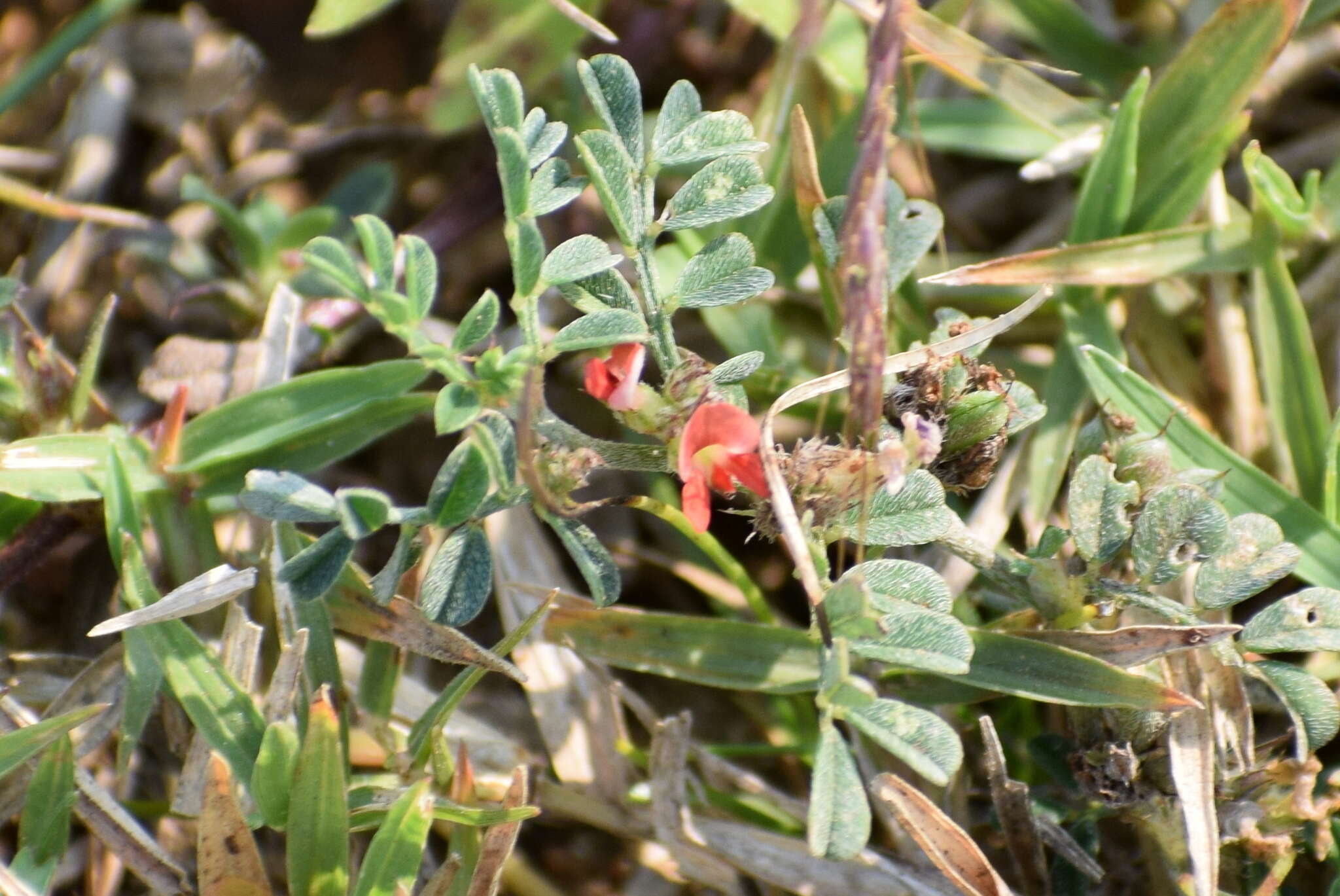 Plancia ëd Indigofera linnaei Ali