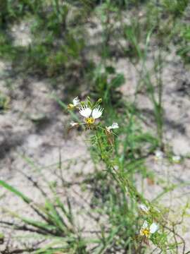 Image of large clammyweed