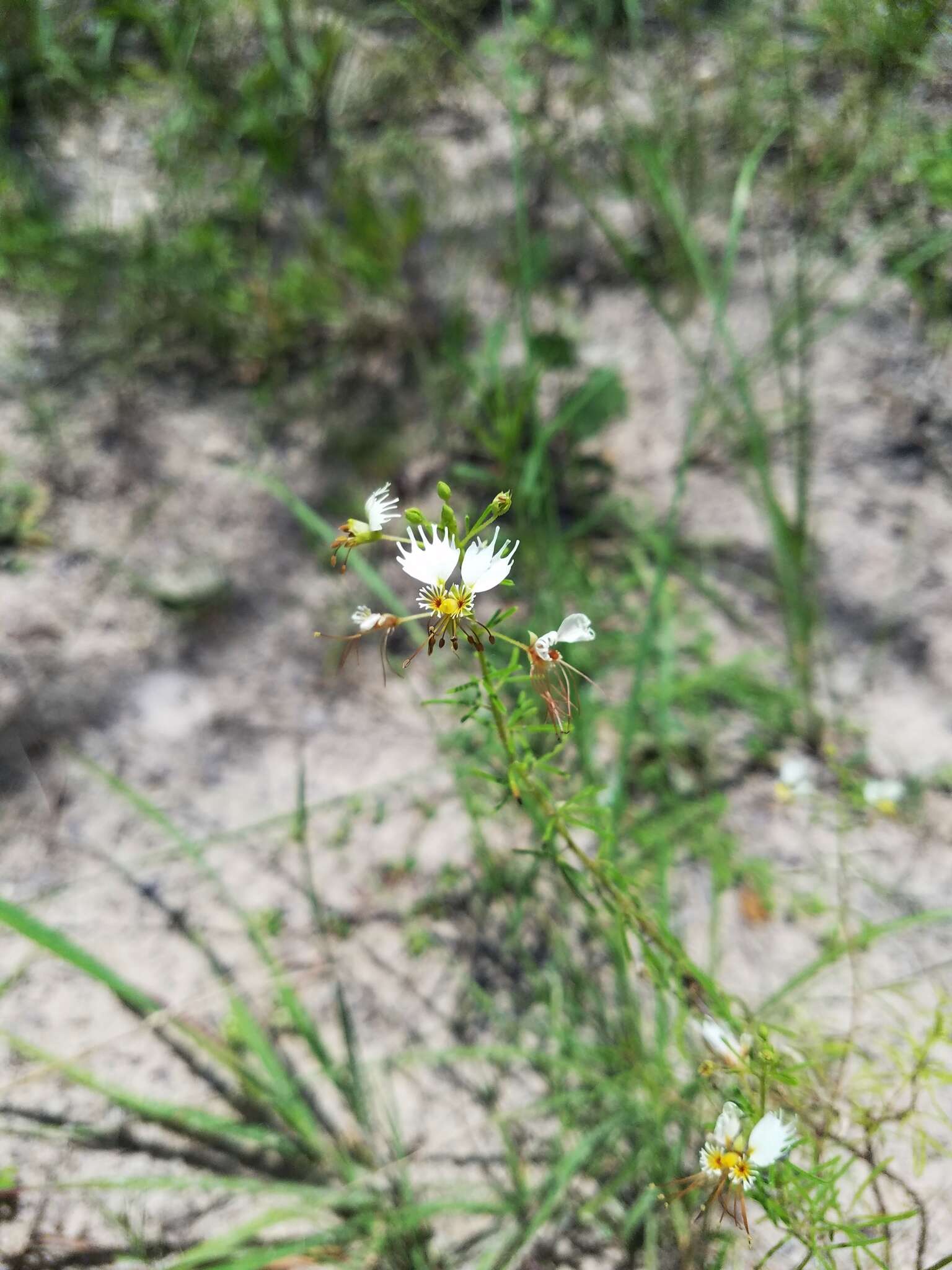 Image of large clammyweed