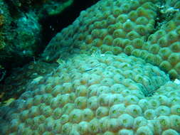 Image of Shark nose goby