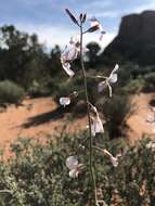 Image de Boechera formosa (Greene) Windham & Al-Shehbaz