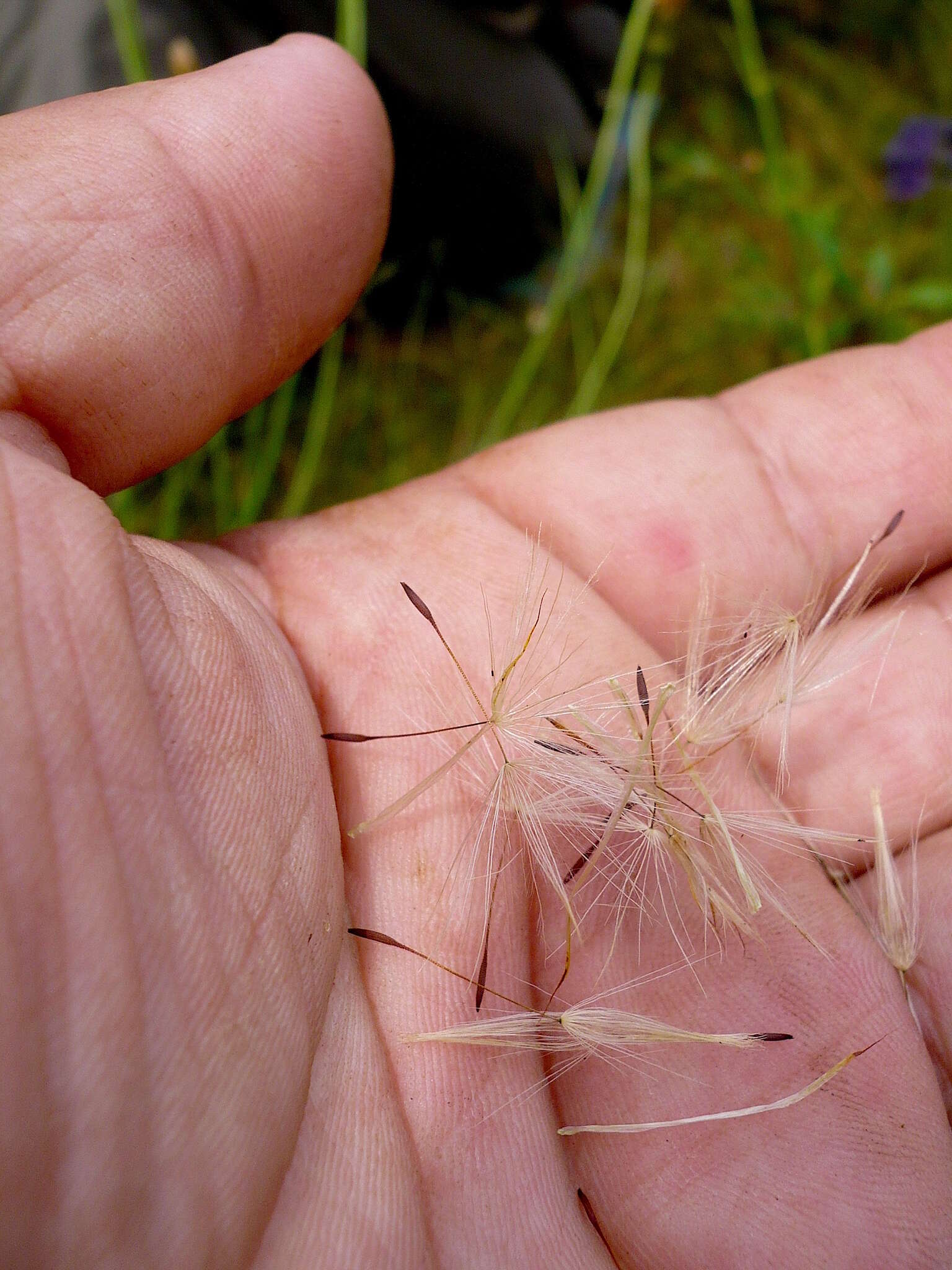 Imagem de Hypochaeris maculata L.