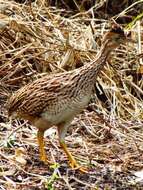 Image of White-bellied Nothura