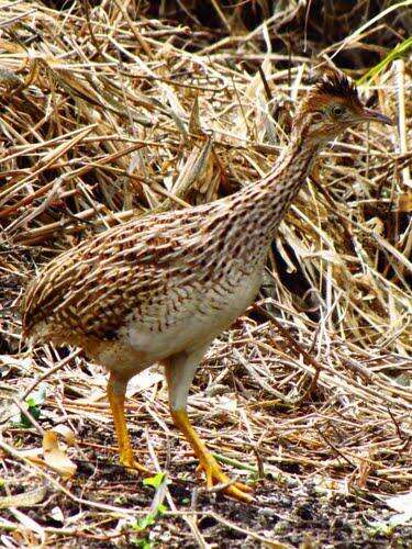 Image of White-bellied Nothura