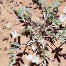 Image of silverleaf milkvetch