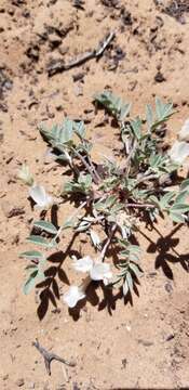 صورة Astragalus argophyllus Nutt.