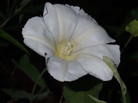 Image de Calystegia catesbeiana Pursh