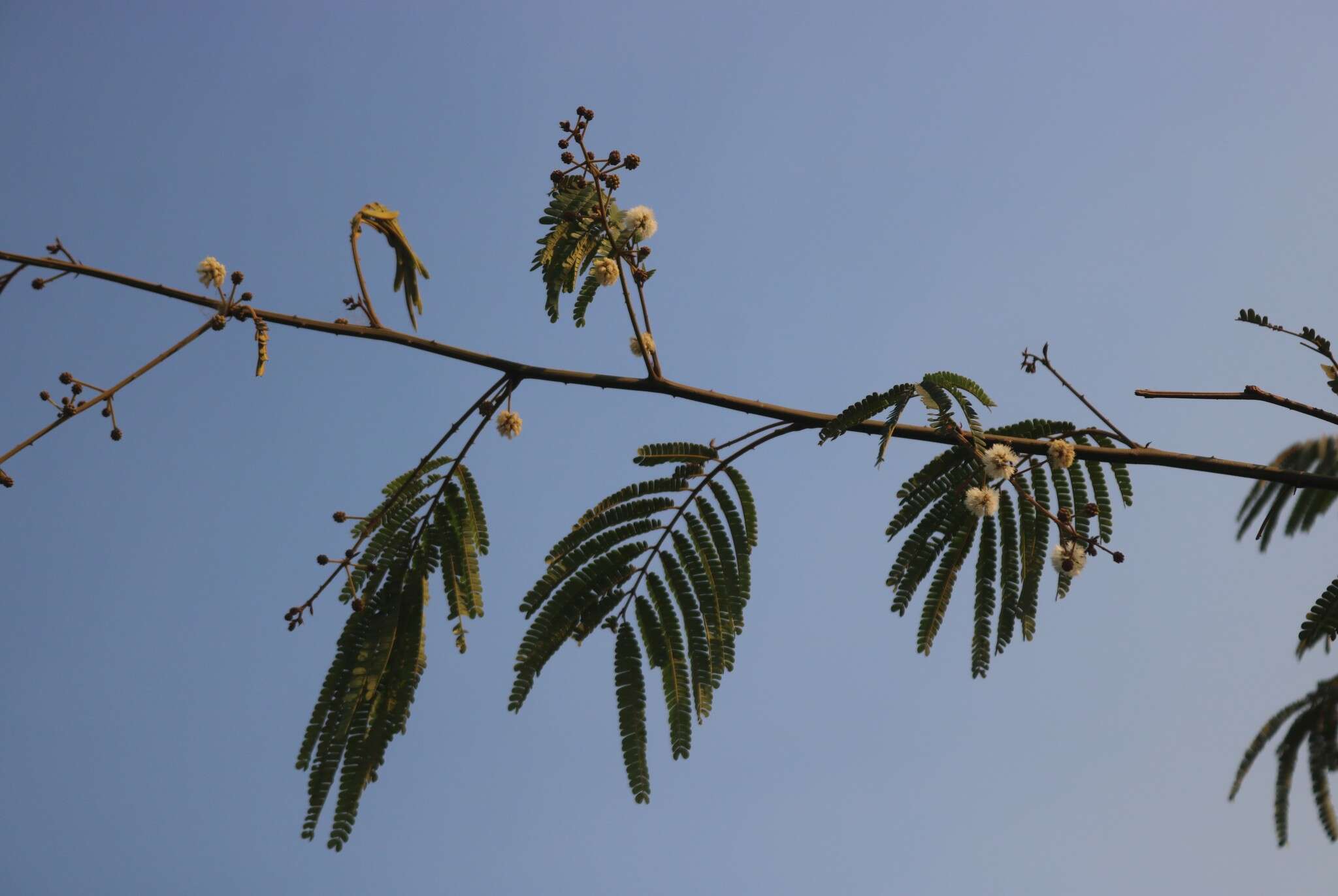 Image of Senegalia caesia (L.) Maslin, Seigler & Ebinger