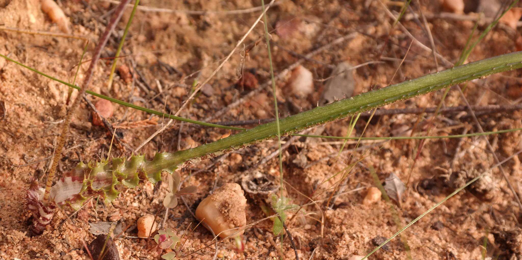 Image of Lachenalia hirta var. hirta