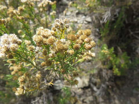 Image of Baccharis bolivensis (Wedd.) Cabrera