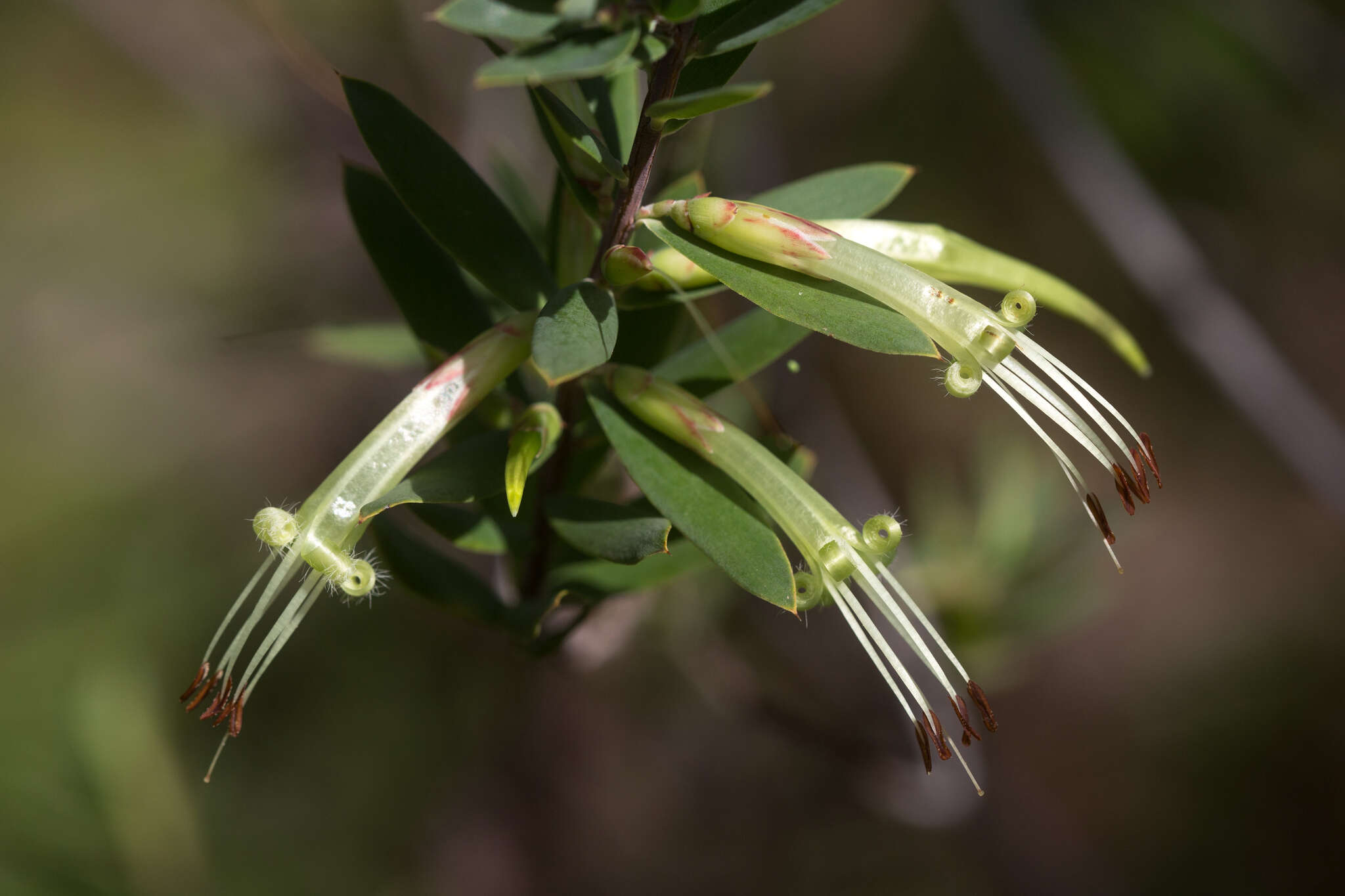 Image of Styphelia viridis Andr.