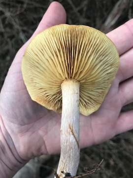 Sivun Gymnopilus allantopus (Berk.) Pegler 1965 kuva