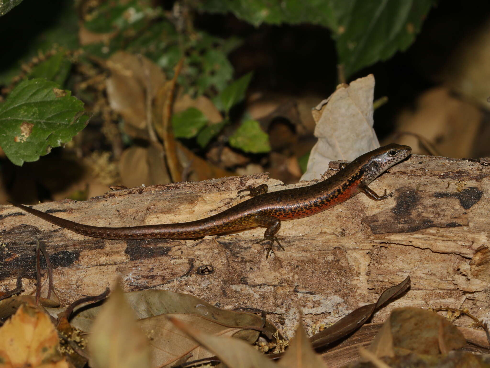 Imagem de Scincella reevesii (Gray 1838)