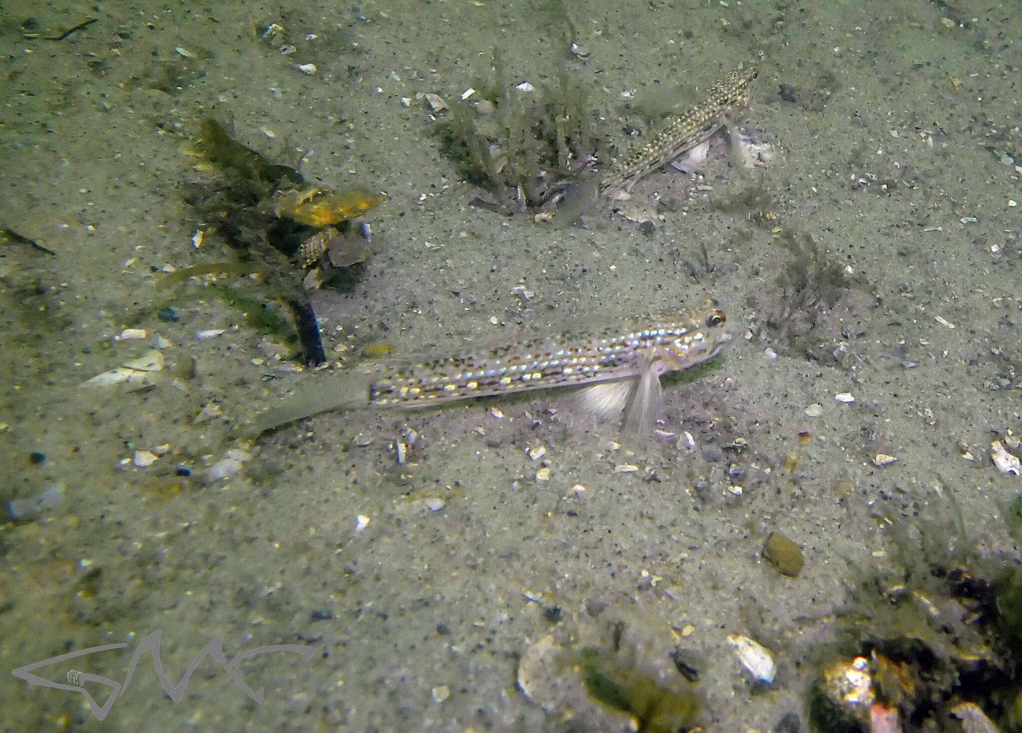 Image of Hoese&#39;s sandgoby