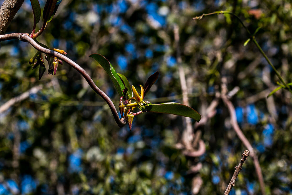 Petopentia natalensis (Schltr.) Bullock resmi