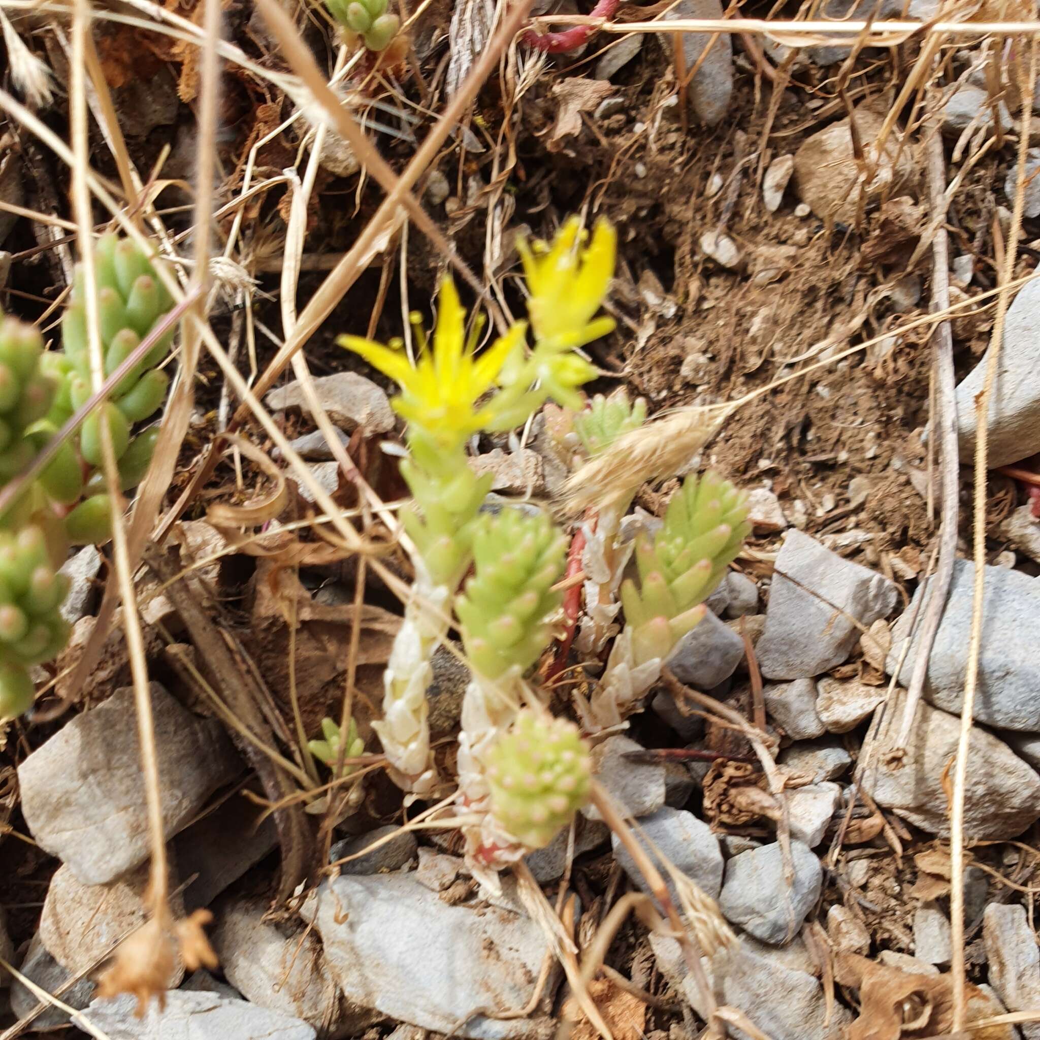 Plancia ëd Sedum acre subsp. neglectum (Ten.) Arcang.