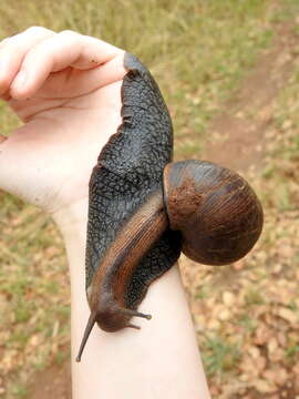 Image de Lissachatina glutinosa