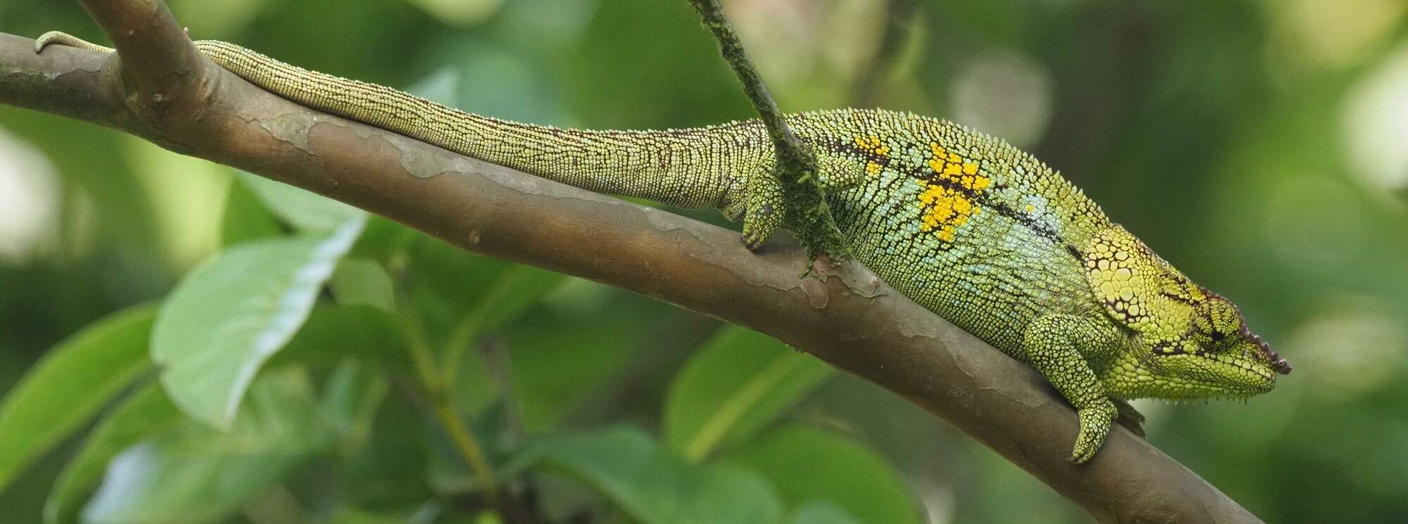 Image of Peltier’s Chameleon