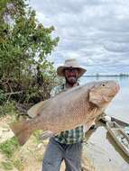 Image of Guinea Snapper