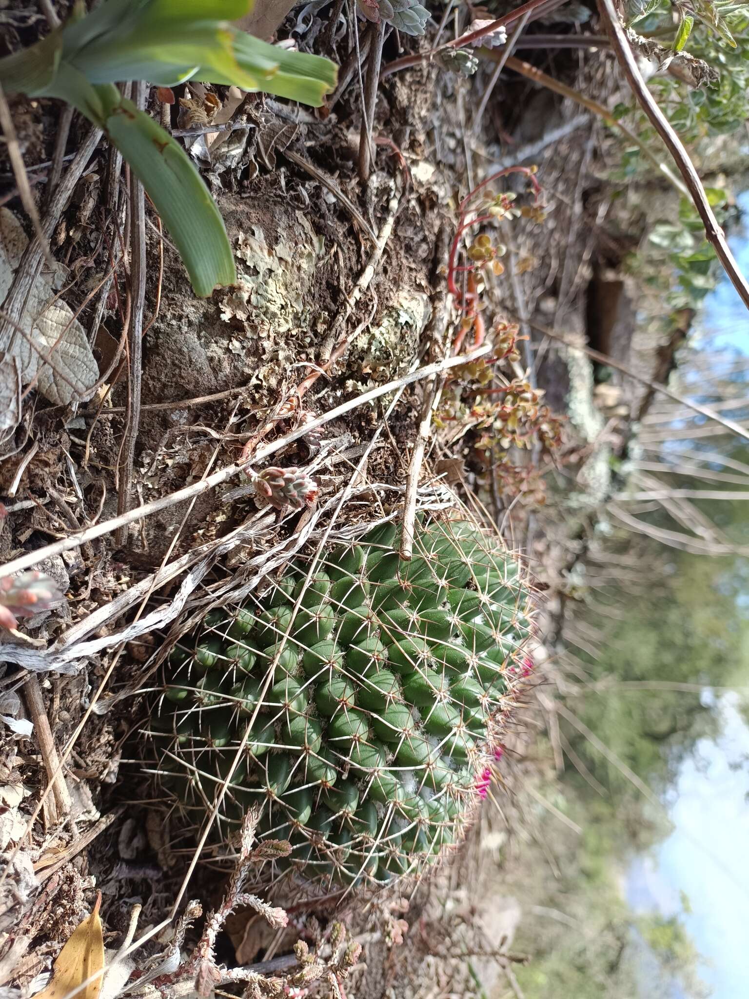 Imagem de Mammillaria polythele Mart.