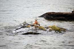 Image of Ashy-headed Goose