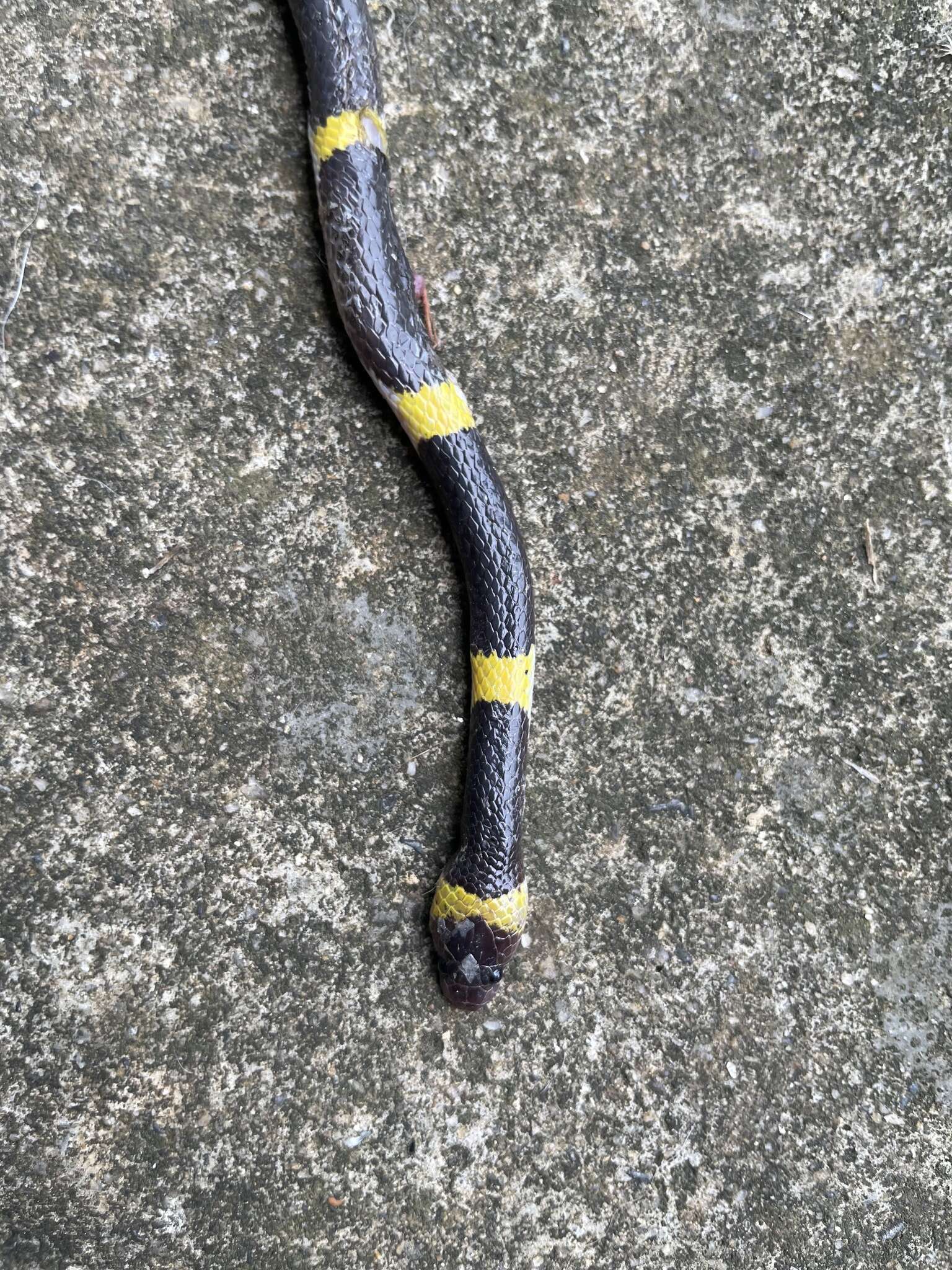 Image of Laos Wolf Snake