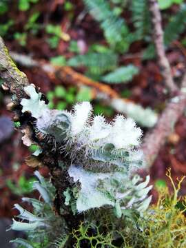 Heterodermia comosa (Eschw.) Follmann & Redón resmi