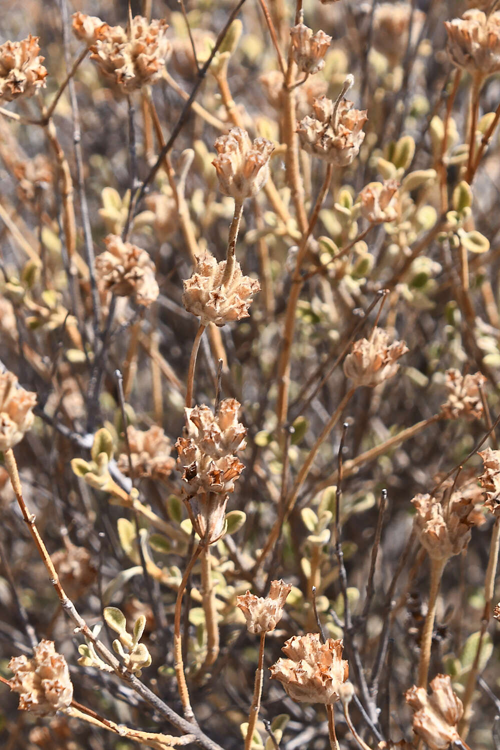 Imagem de Pseudodictamnus mediterraneus