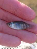 Image of Diamond killifish