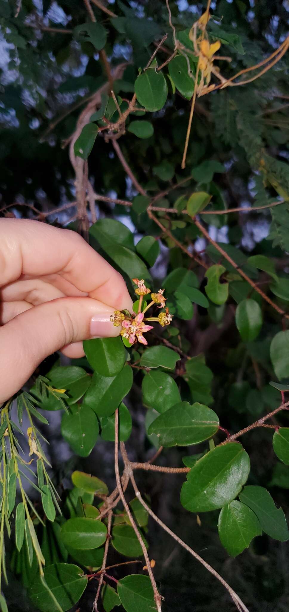 Plancia ëd Heteropterys purpurea (L.) Kunth