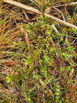 Image of Pimelea pseudolyallii Allan