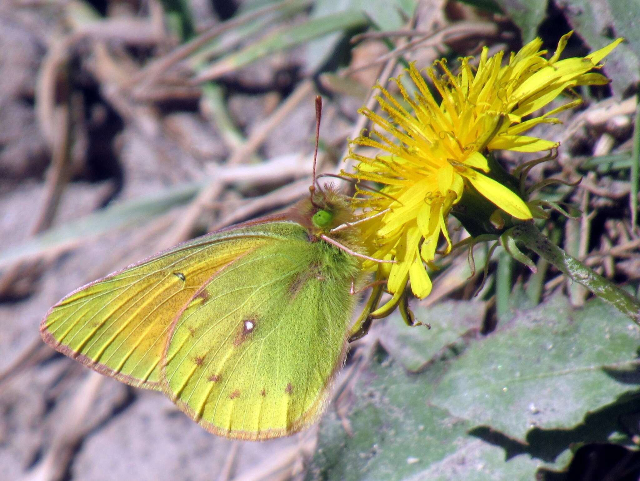 Imagem de Colias euxanthe Felder & Felder 1865