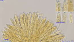 Image of Calycellina populina (Fuckel) Höhn. 1926
