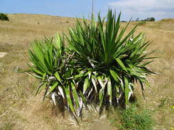 Image of moundlily yucca