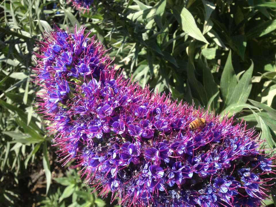 Imagem de Echium candicans L. fil.