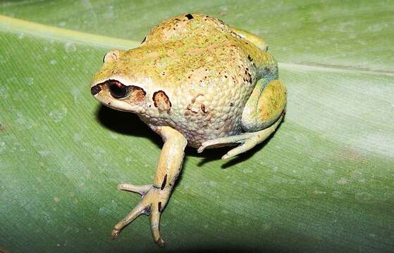 Image of Badditu Forest Treefrog