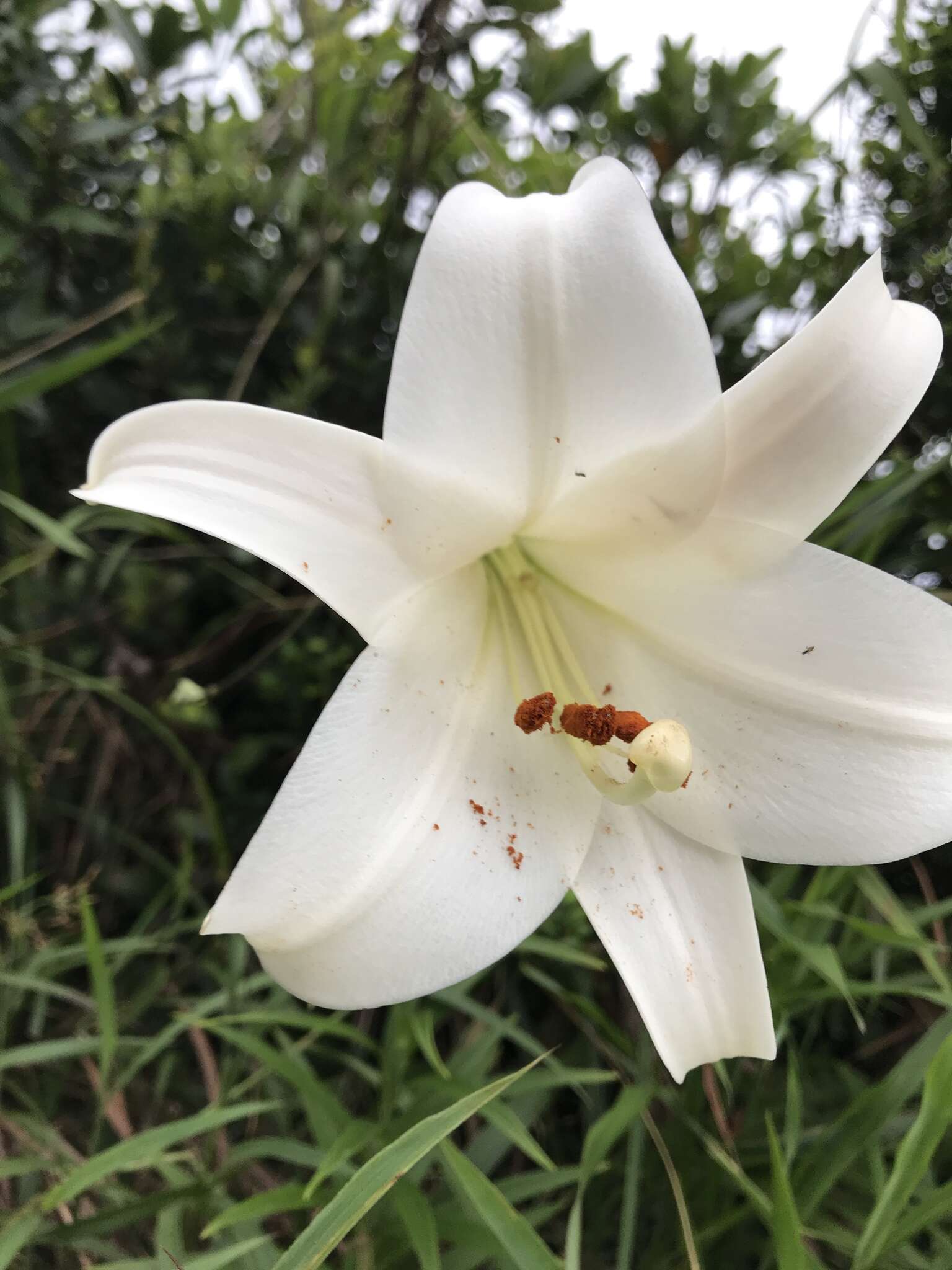 Image of Chinese Lily