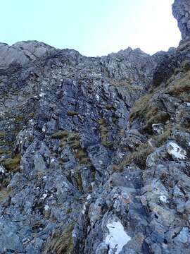 Image of purple mountain saxifrage