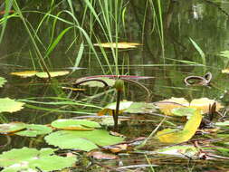 Image of Rudge's Water-Lily