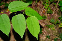 Image of Grewia eriocarpa Juss.